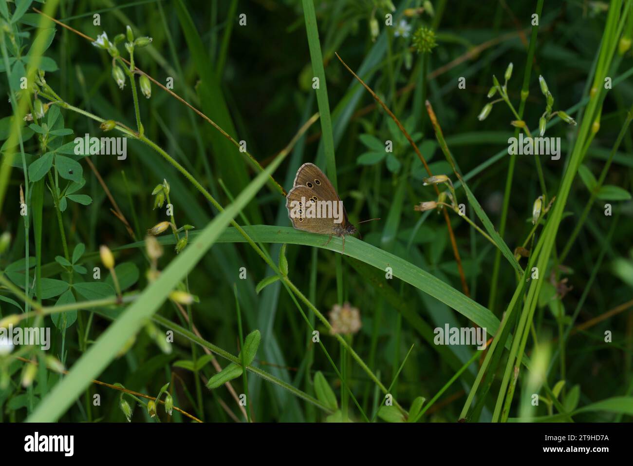 Aphantopus hyperanthus Family Nymphalidae Genus Aphantopus Ringlet butterfly wild nature insect wallpaper, picture, photography Stock Photo