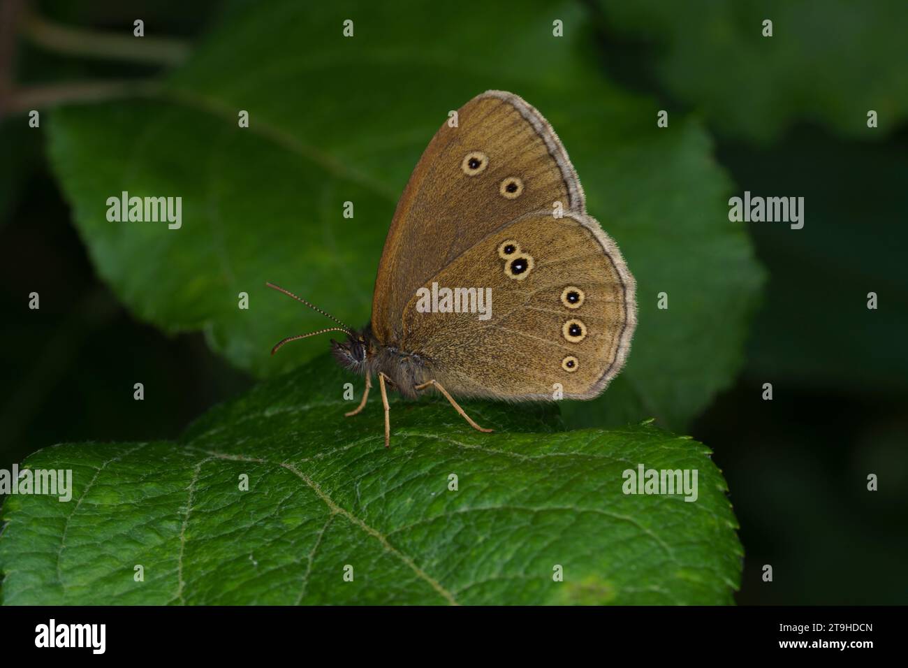 Aphantopus hyperanthus Family Nymphalidae Genus Aphantopus Ringlet butterfly wild nature insect wallpaper, picture, photography Stock Photo