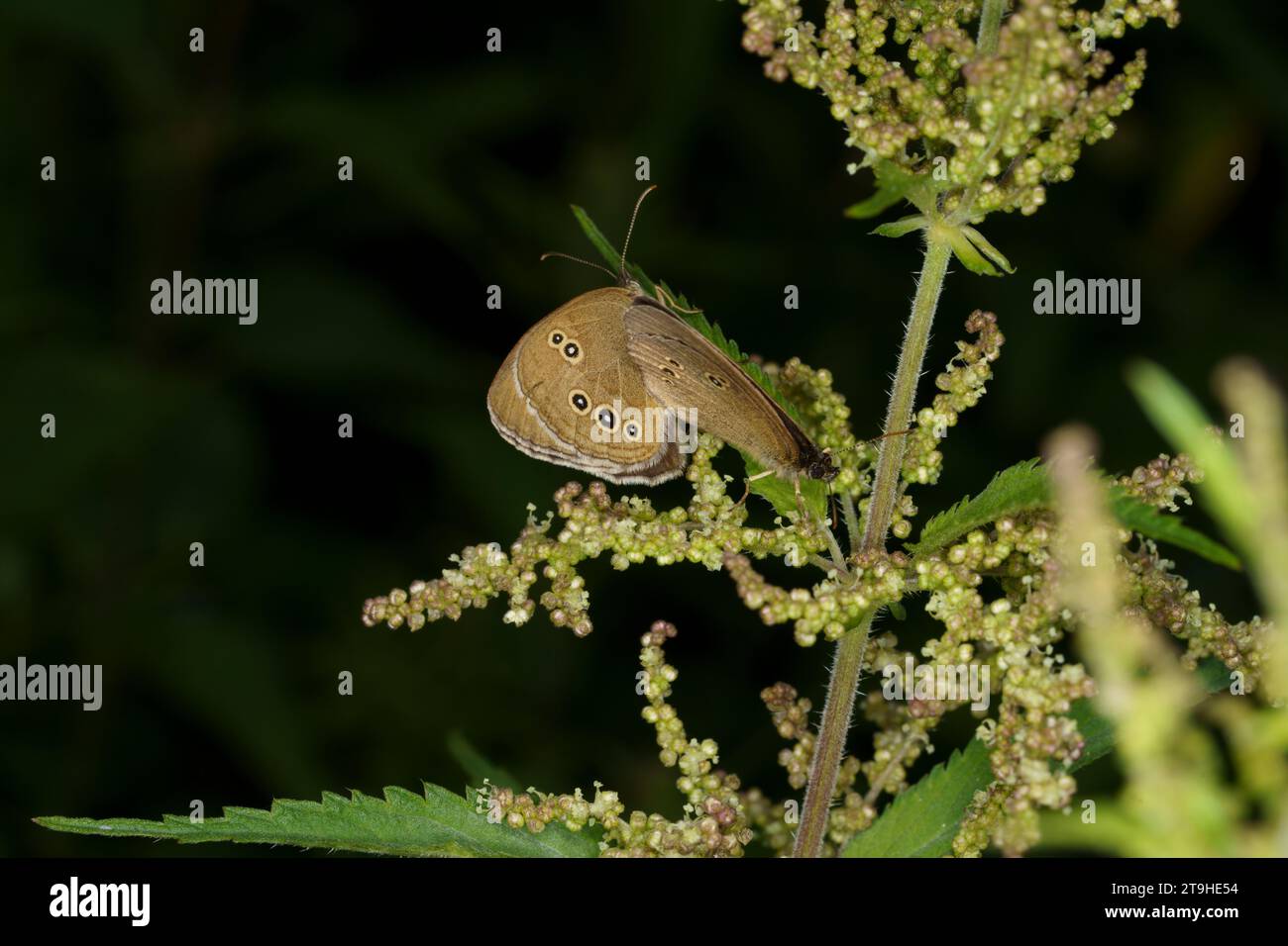 Mating Aphantopus hyperanthus Family Nymphalidae Genus Aphantopus Ringlet butterfly wild nature insect wallpaper, picture, photography Stock Photo