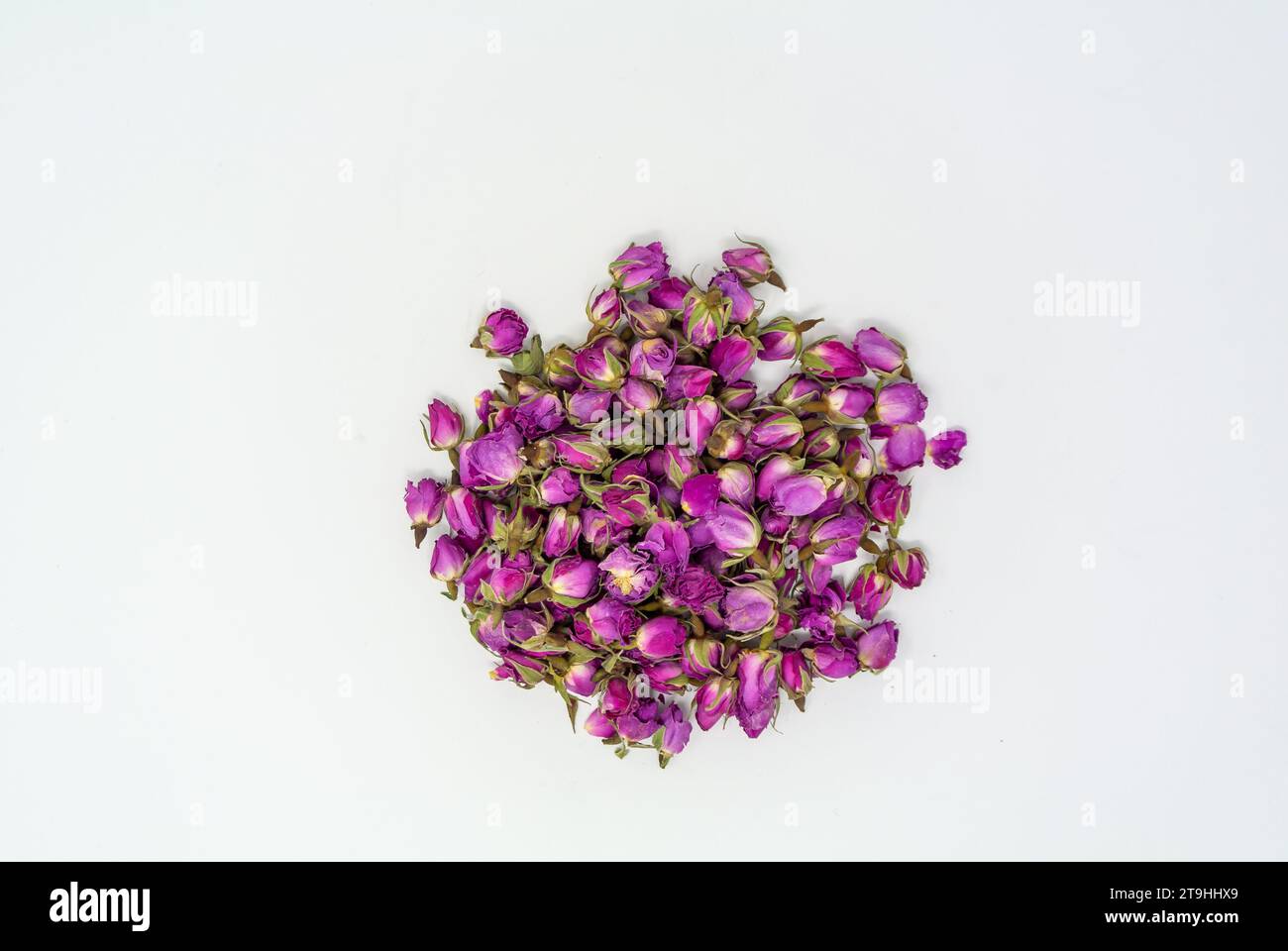 Rosebuds with white background. Stock Photo