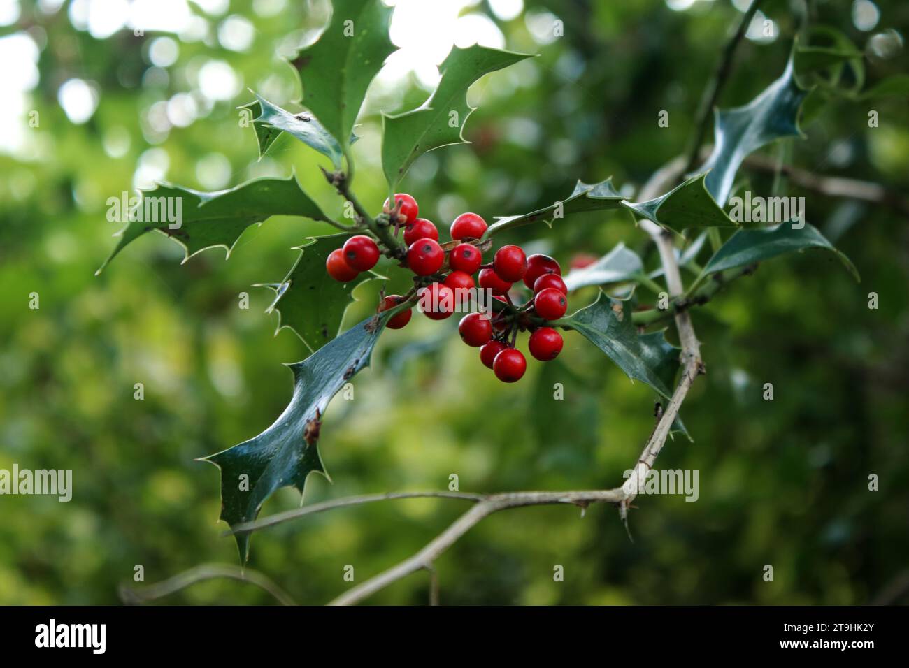Close up of red berries of a holly plant tree Stock Photo - Alamy