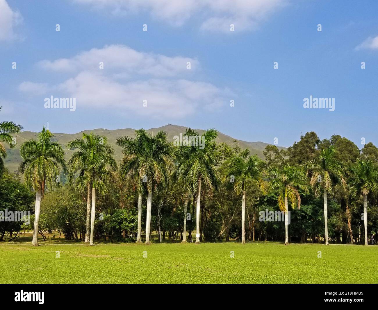 A group of palm trees in front of a mountain under a blue sky in Hong Kong -12 Stock Photo