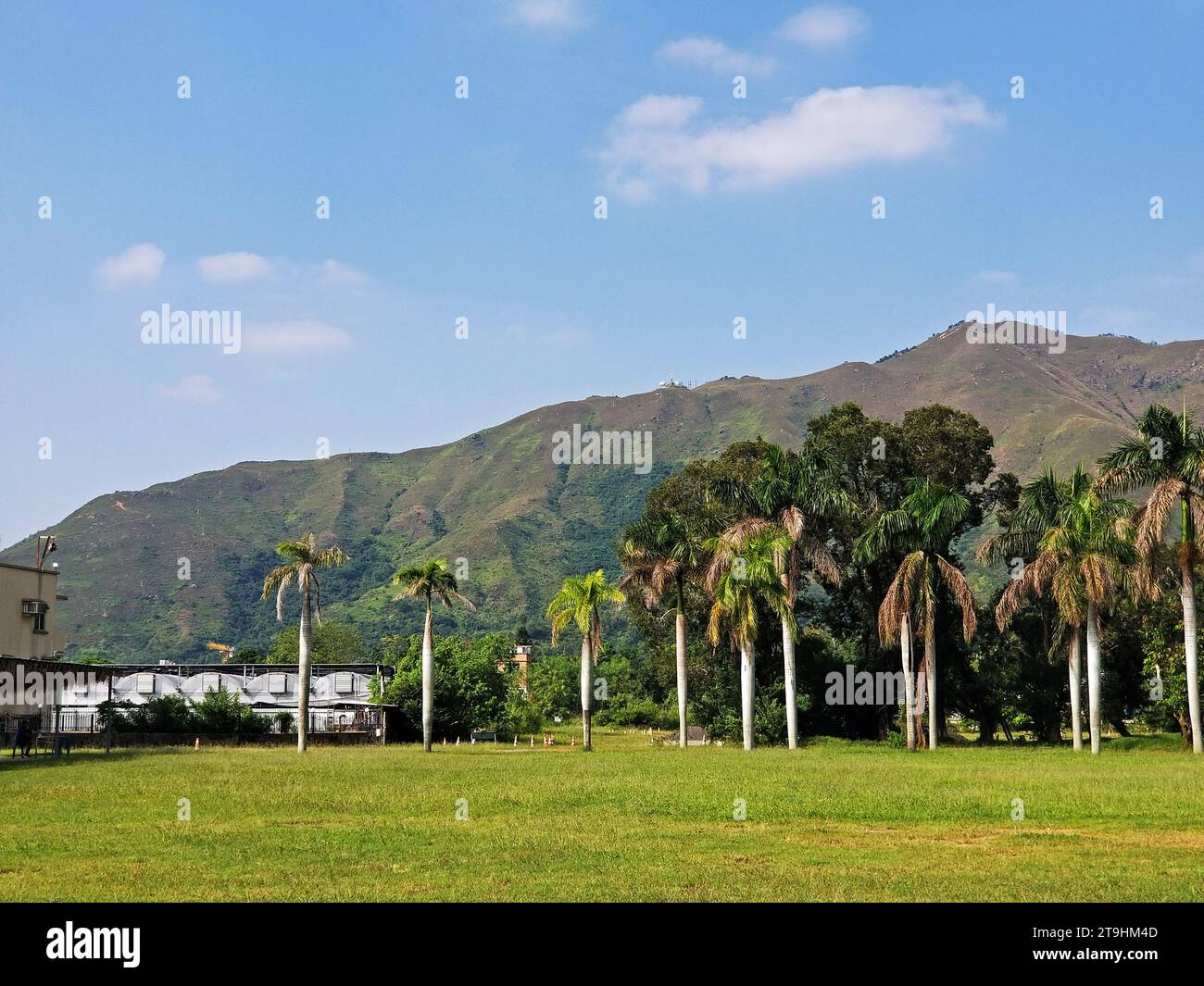 A group of palm trees in front of a mountain under a blue sky in Hong Kong -13 Stock Photo