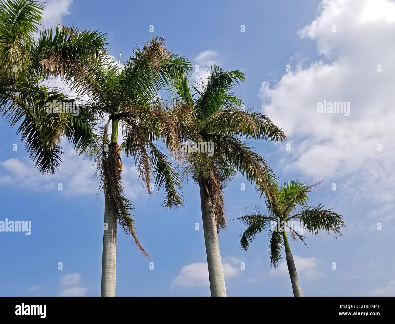 Palm trees swaying in the breeze under a blue sky with some cumulus clouds in Hong Kong -14 Stock Photo