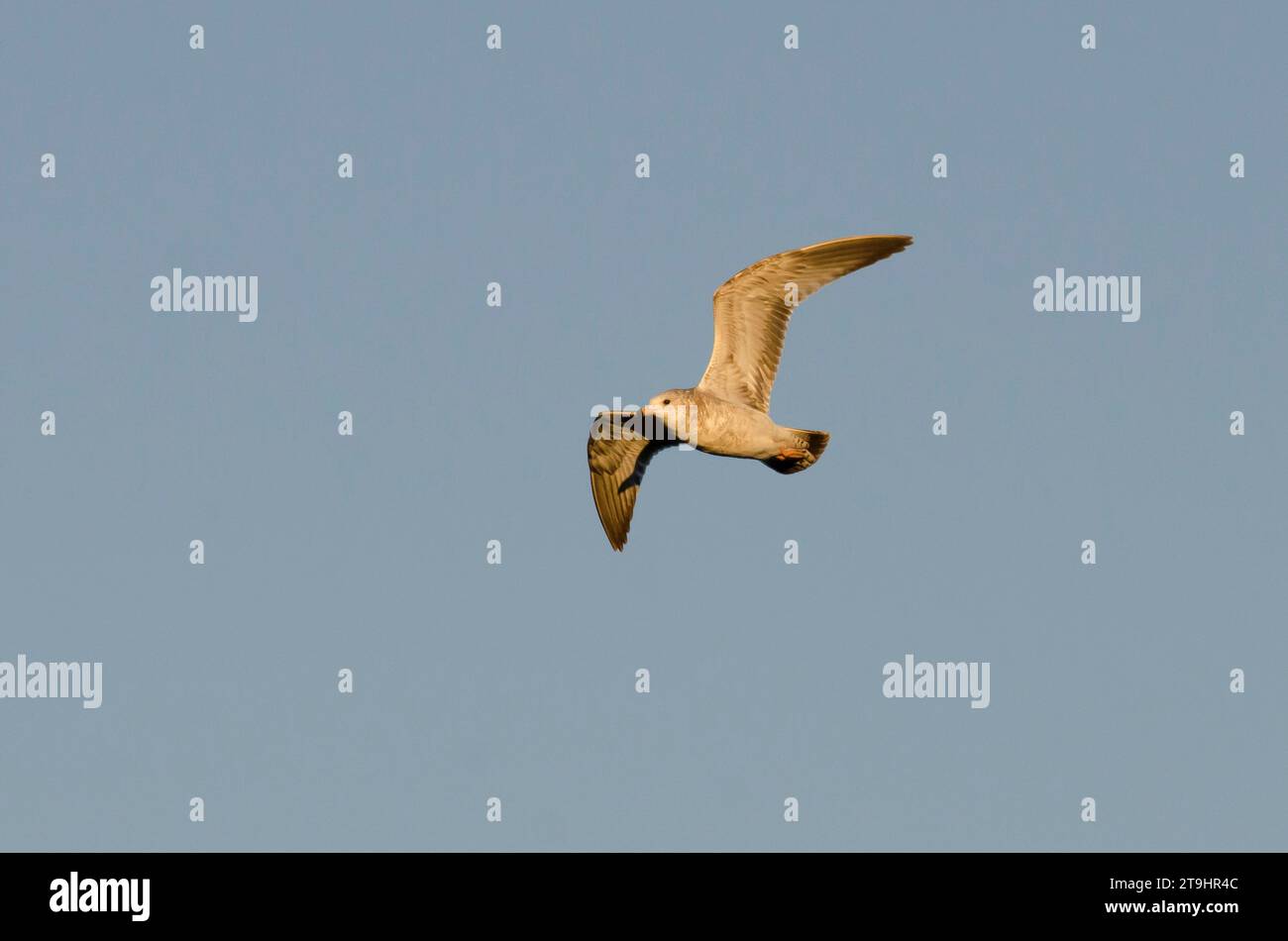 Ring-billed Gull, Larus delawarensis, in flight in early morning light Stock Photo