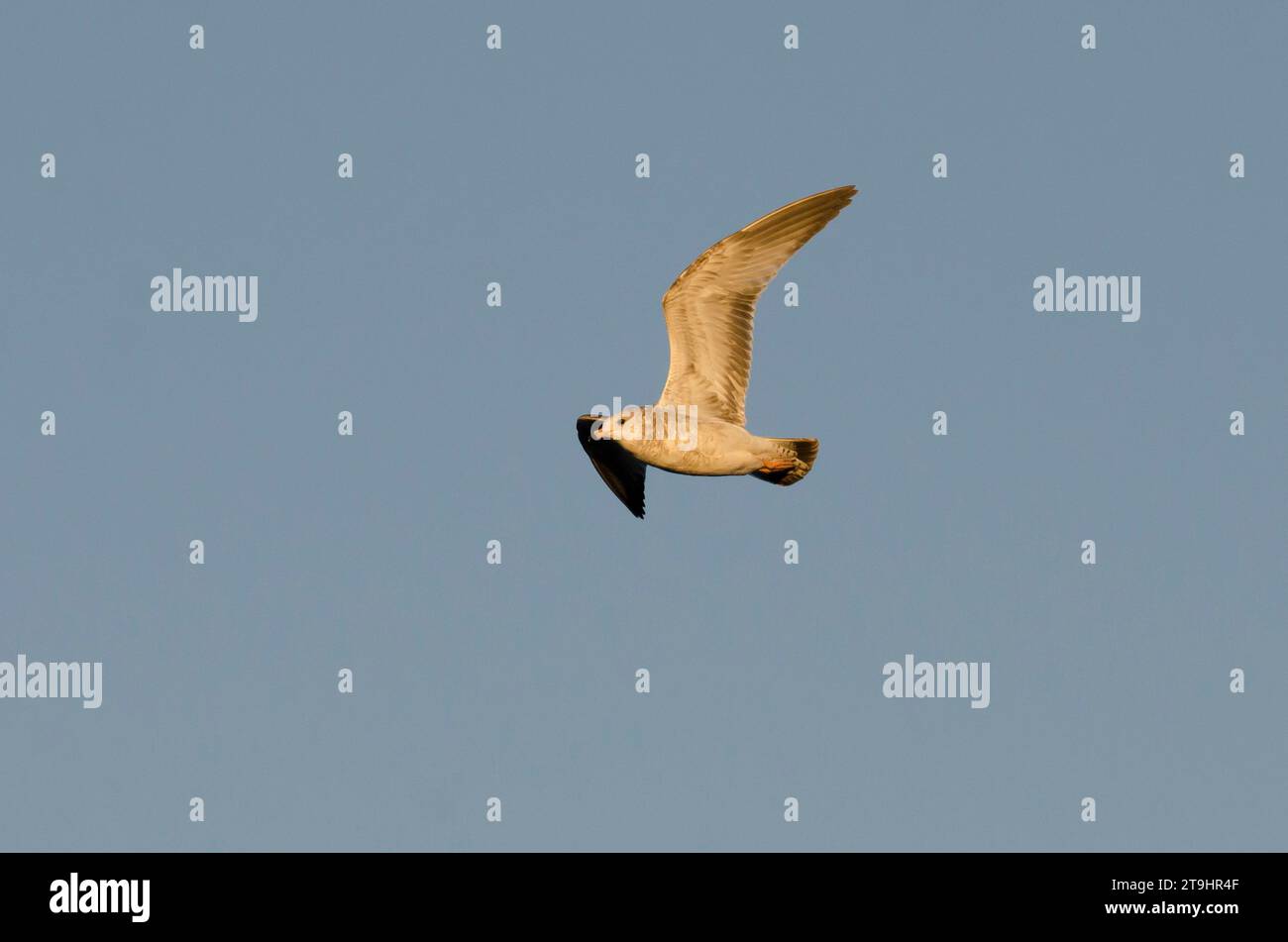 Ring-billed Gull, Larus delawarensis, in flight in early morning light Stock Photo