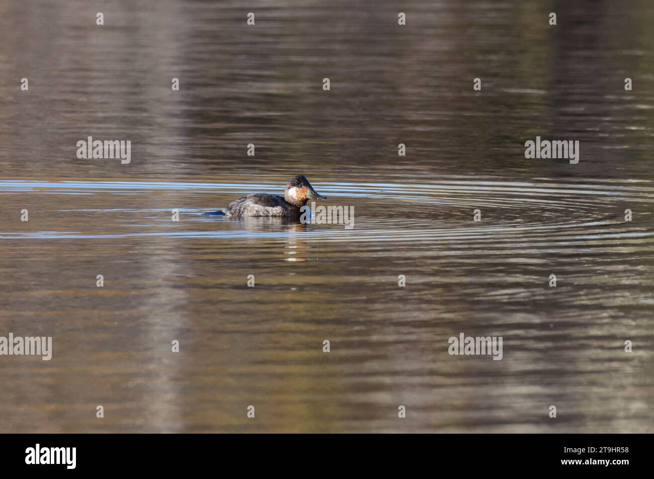 Drake Ruddy Duck Ruddy drake oxyura jamaicensis hi-res stock photography and images - Alamy