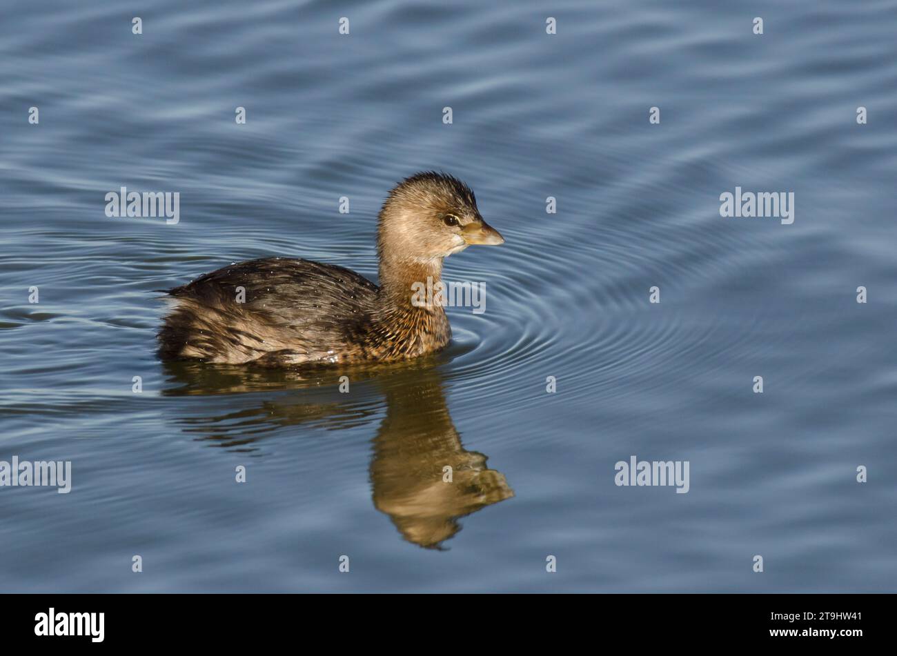 Pied-billed Grebe, Podilymbus podiceps Stock Photo