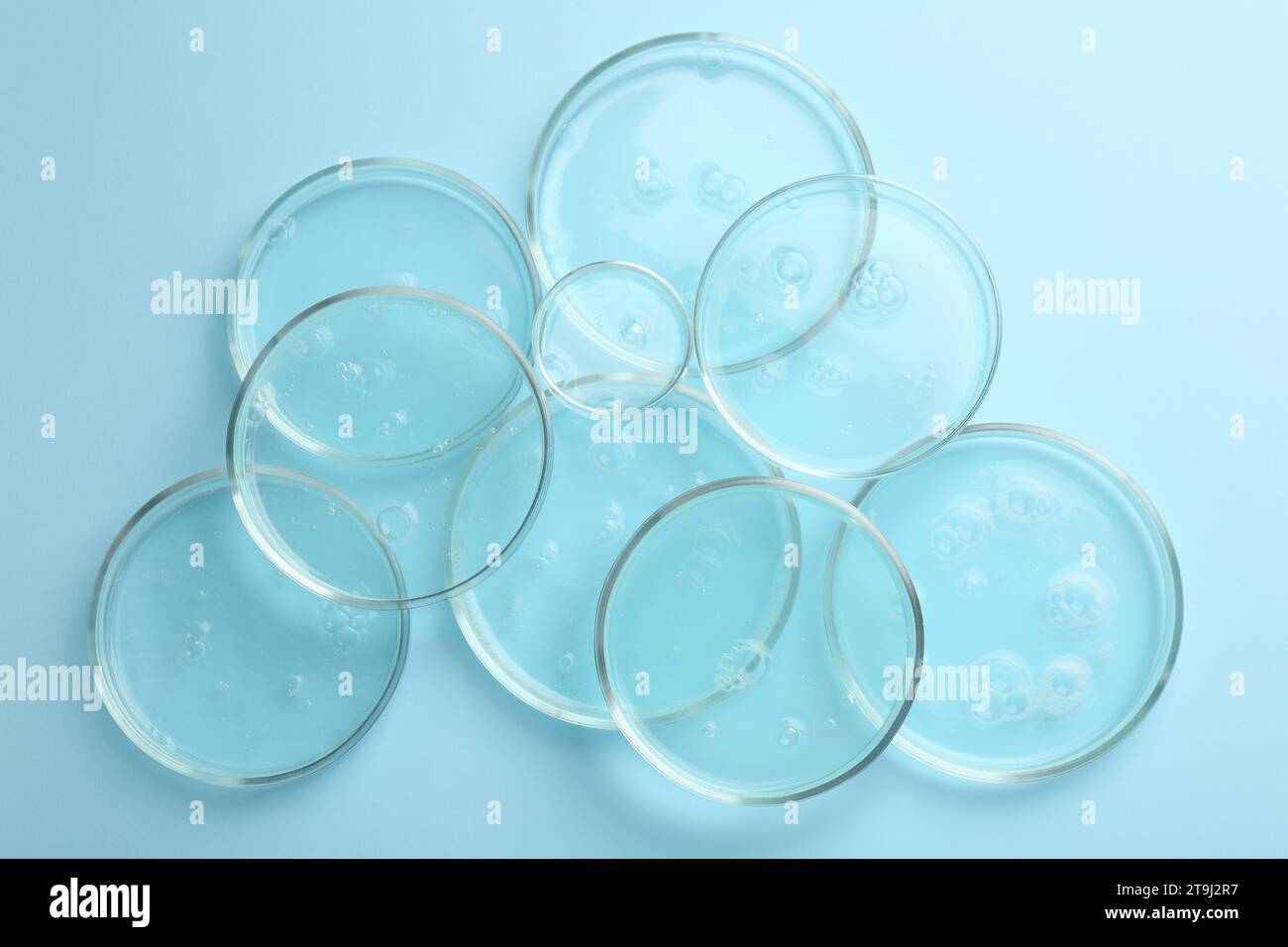 Petri dishes with liquid samples on light blue background, top view ...