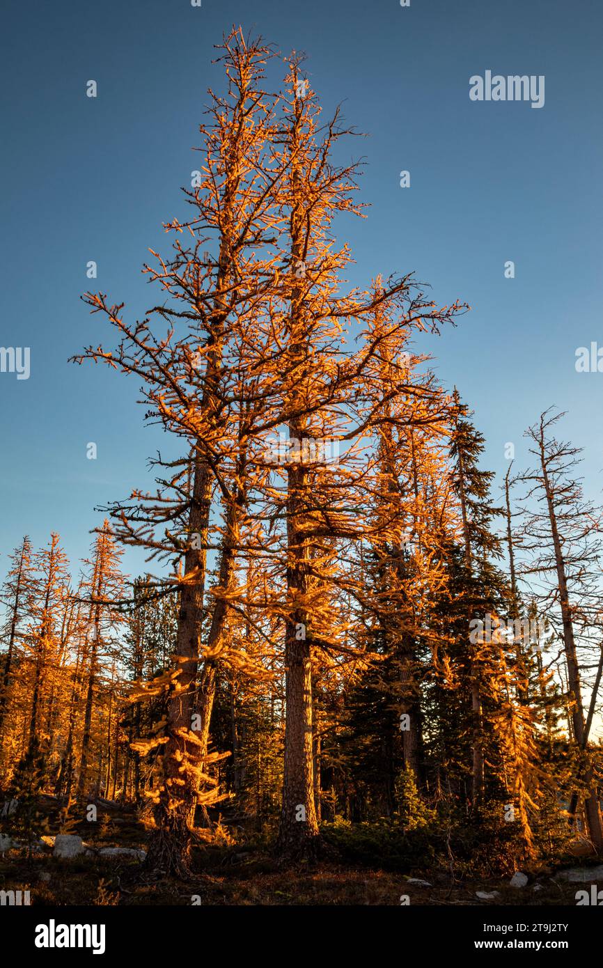 Forest of conifers hi-res stock photography and images - Alamy