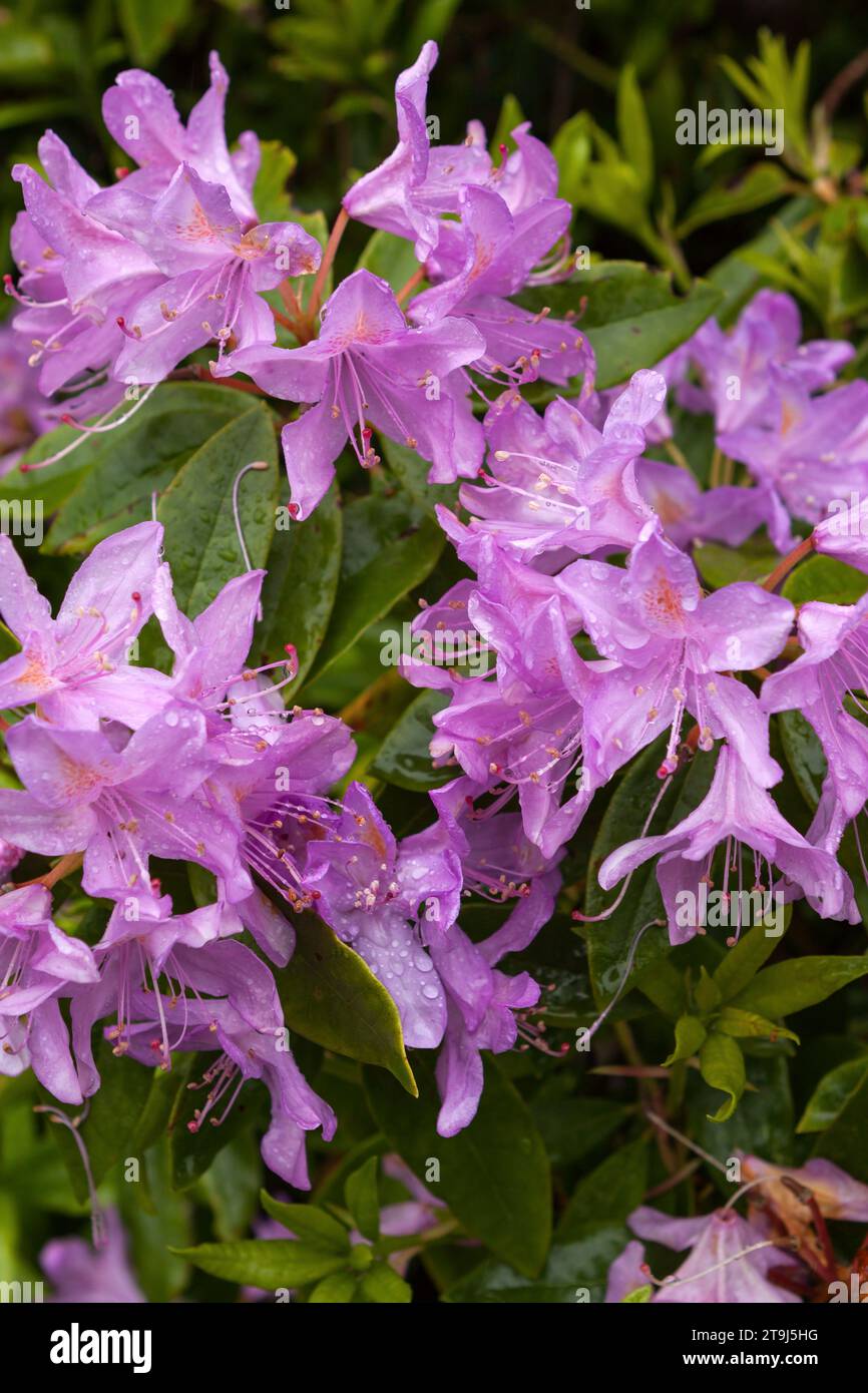 Big leaf rhododendron flowers near the end of its flowering with raindrops Stock Photo