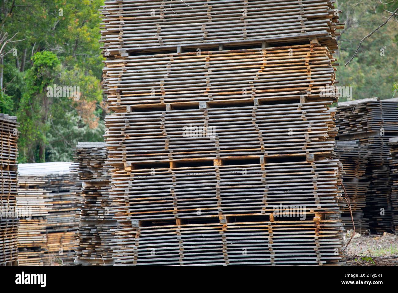 Hardwood timber planks stacked for drying outside Stock Photo Alamy