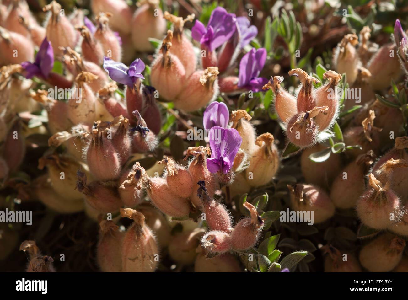 Closeup of early purple milkvetch (Astragalus shortianus) that is nearly finished blooming and seed pods. Stock Photo