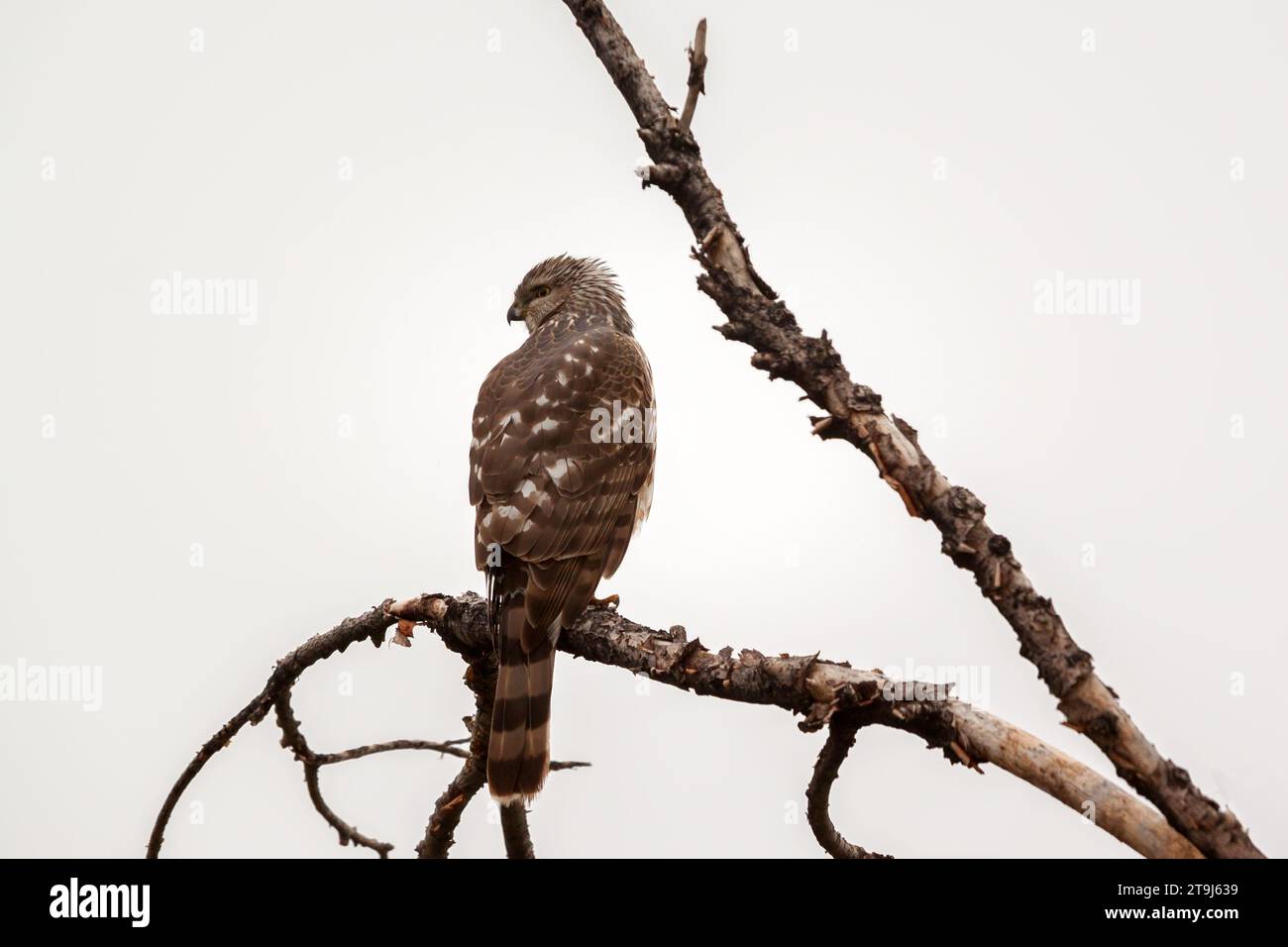 A female merlin (Falco columbarius) perches on the branch of a dead tree on a bright, overcast day. This bird was found near Colorado Springs. Stock Photo