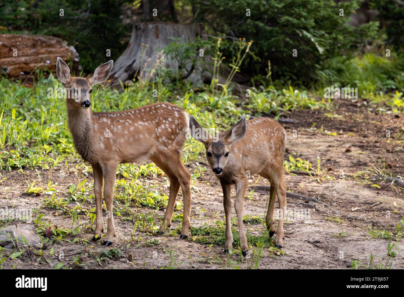 Curious twin mule deer fawns (Odocoileus hemionus). Stock Photo