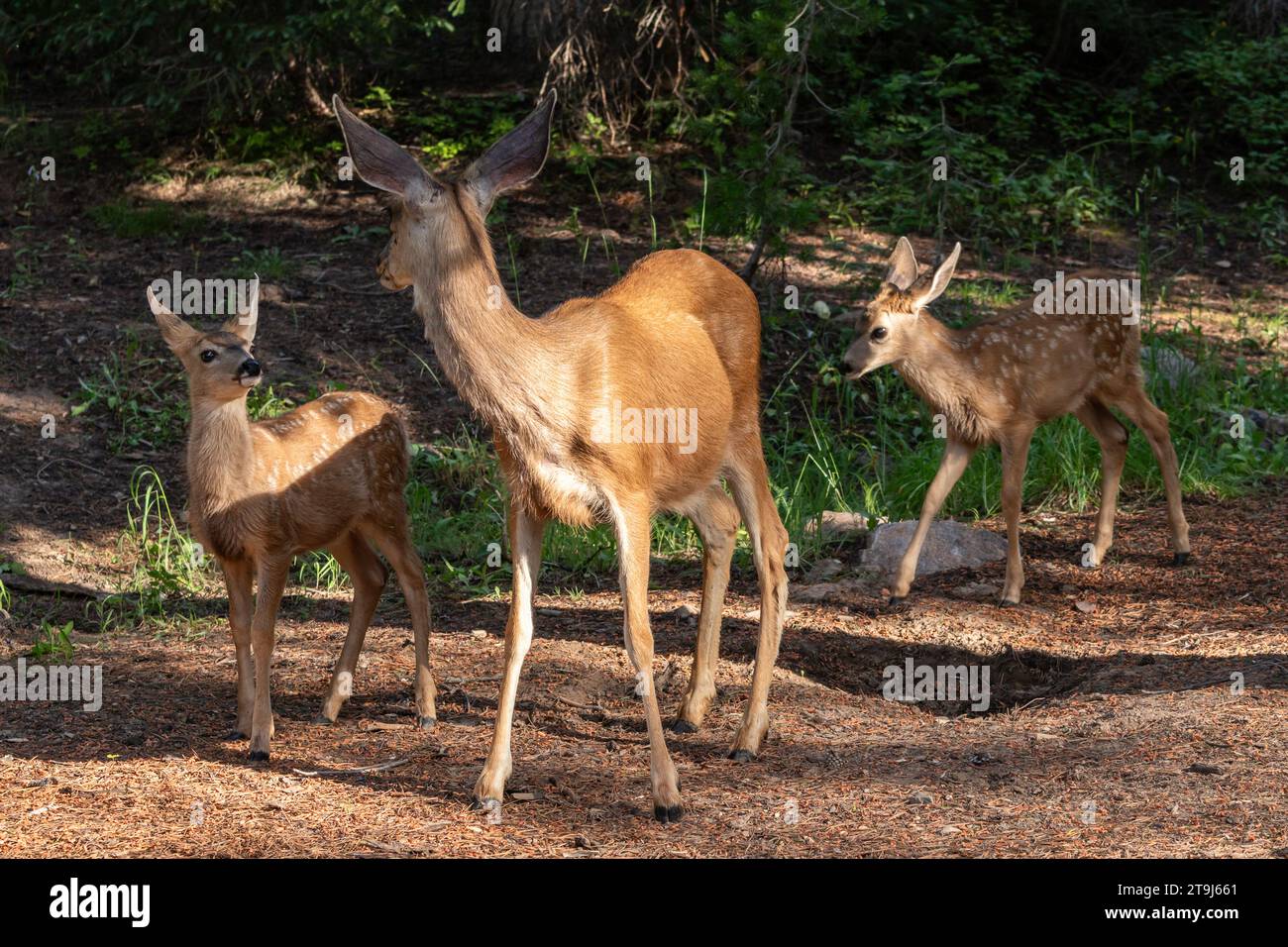 A mule deer doe (Odocoileus hemionus) interacts with her twin fawns. Stock Photo