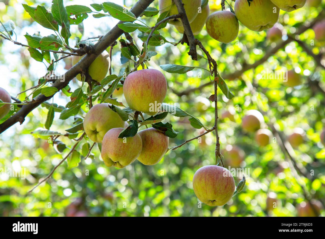 Apple farm in Pahalgam, Jammu Kashmir, India Stock Photo
