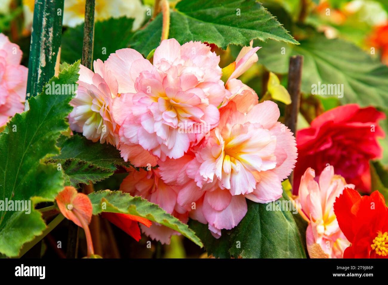 Pink begonia in full bloom at the Road Company garden Mussourie, Uttarakhand Stock Photo