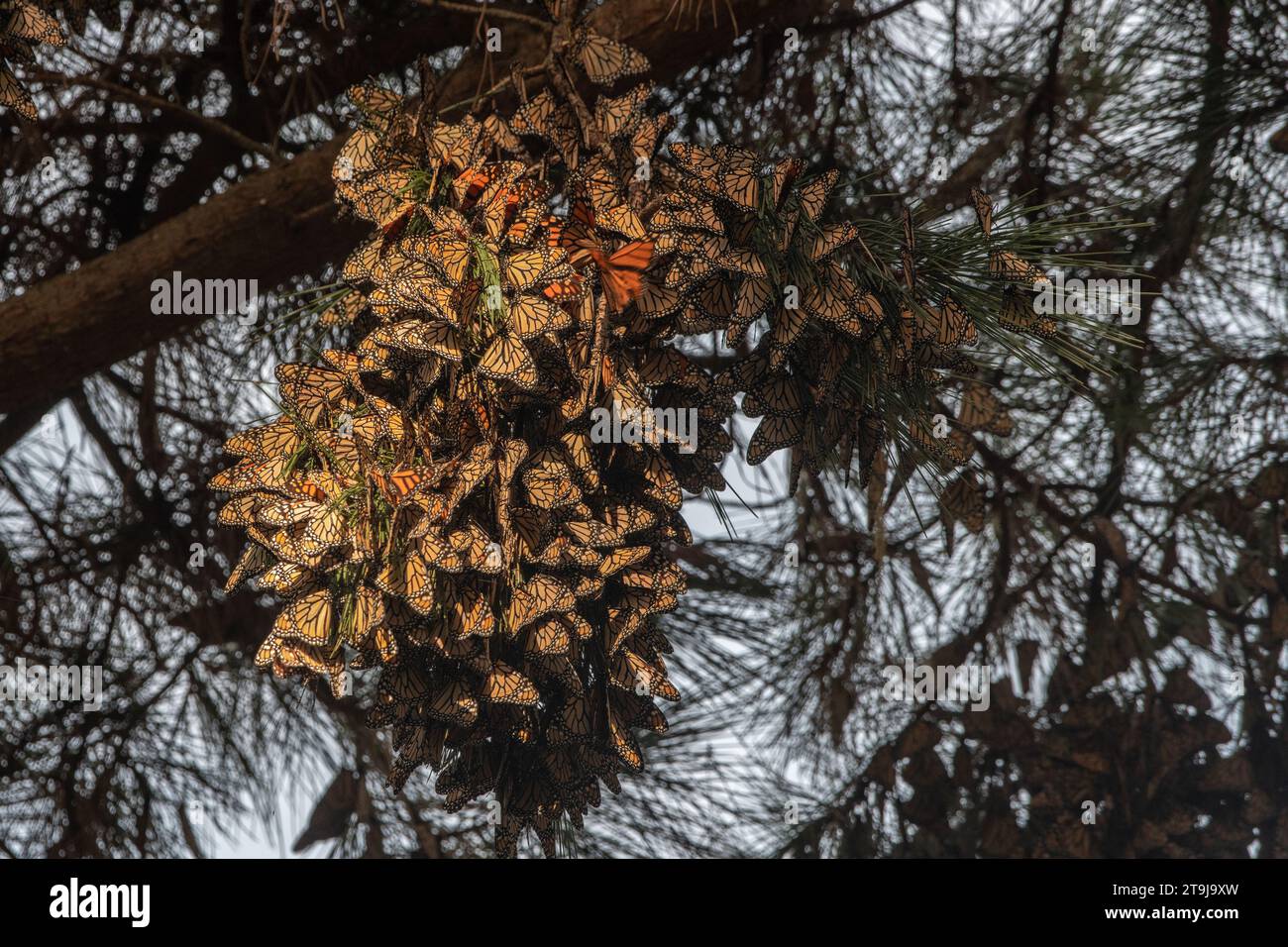 Thousands of overwintering western monarch butterflies, Danaus