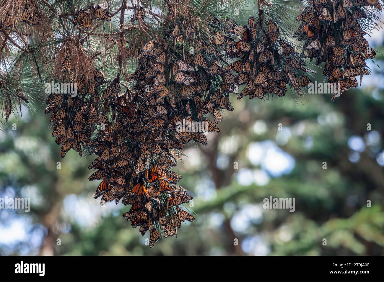 Thousands of overwintering western monarch butterflies, Danaus