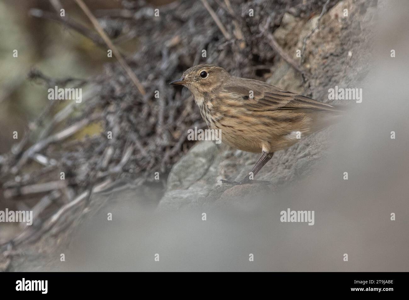 A hermit thrush, Catharus guttatus, in Big Sur, California, USA. Stock Photo