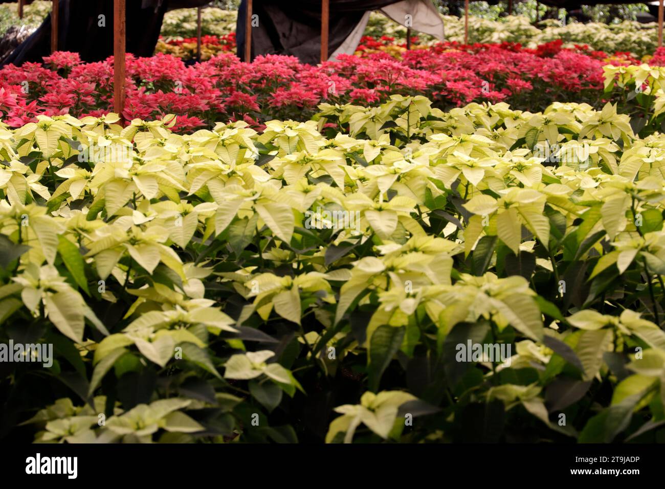 Mexico City, Mexico. 25th Nov, 2023. November 25, 2023, Mexico City, Mexico: Various varieties of the poinsettia flower grown and offered for sale in the chinampas area in the Xochimilco mayor's office in Mexico City. on November 25, 2023 in Mexico City, Mexico (Photo by Luis Barron/Eyepix Group/Sipa USA). Credit: Sipa USA/Alamy Live News Stock Photo