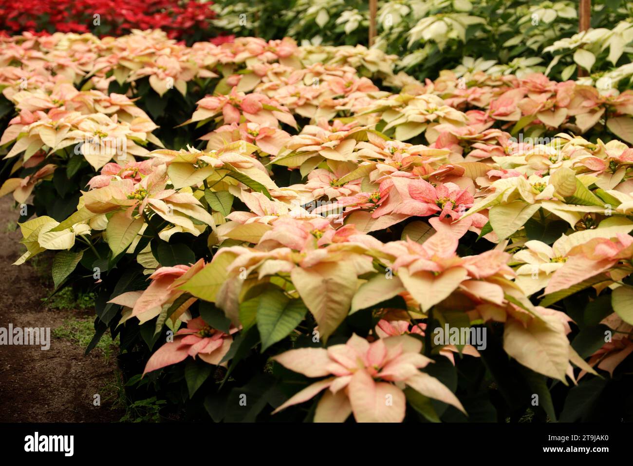 Mexico City, Mexico. 25th Nov, 2023. November 25, 2023, Mexico City, Mexico: Various varieties of the poinsettia flower grown and offered for sale in the chinampas area in the Xochimilco mayor's office in Mexico City. on November 25, 2023 in Mexico City, Mexico (Photo by Luis Barron/Eyepix Group/Sipa USA). Credit: Sipa USA/Alamy Live News Stock Photo