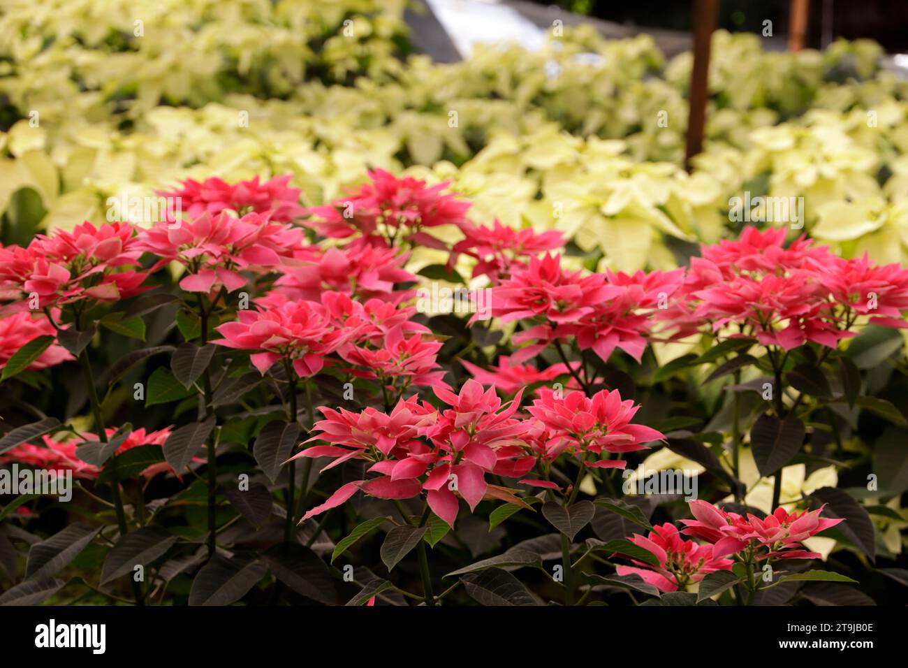 Mexico City, Mexico. 25th Nov, 2023. November 25, 2023, Mexico City, Mexico: Various varieties of the poinsettia flower grown and offered for sale in the chinampas area in the Xochimilco mayor's office in Mexico City. on November 25, 2023 in Mexico City, Mexico (Photo by Luis Barron/Eyepix Group/Sipa USA). Credit: Sipa USA/Alamy Live News Stock Photo