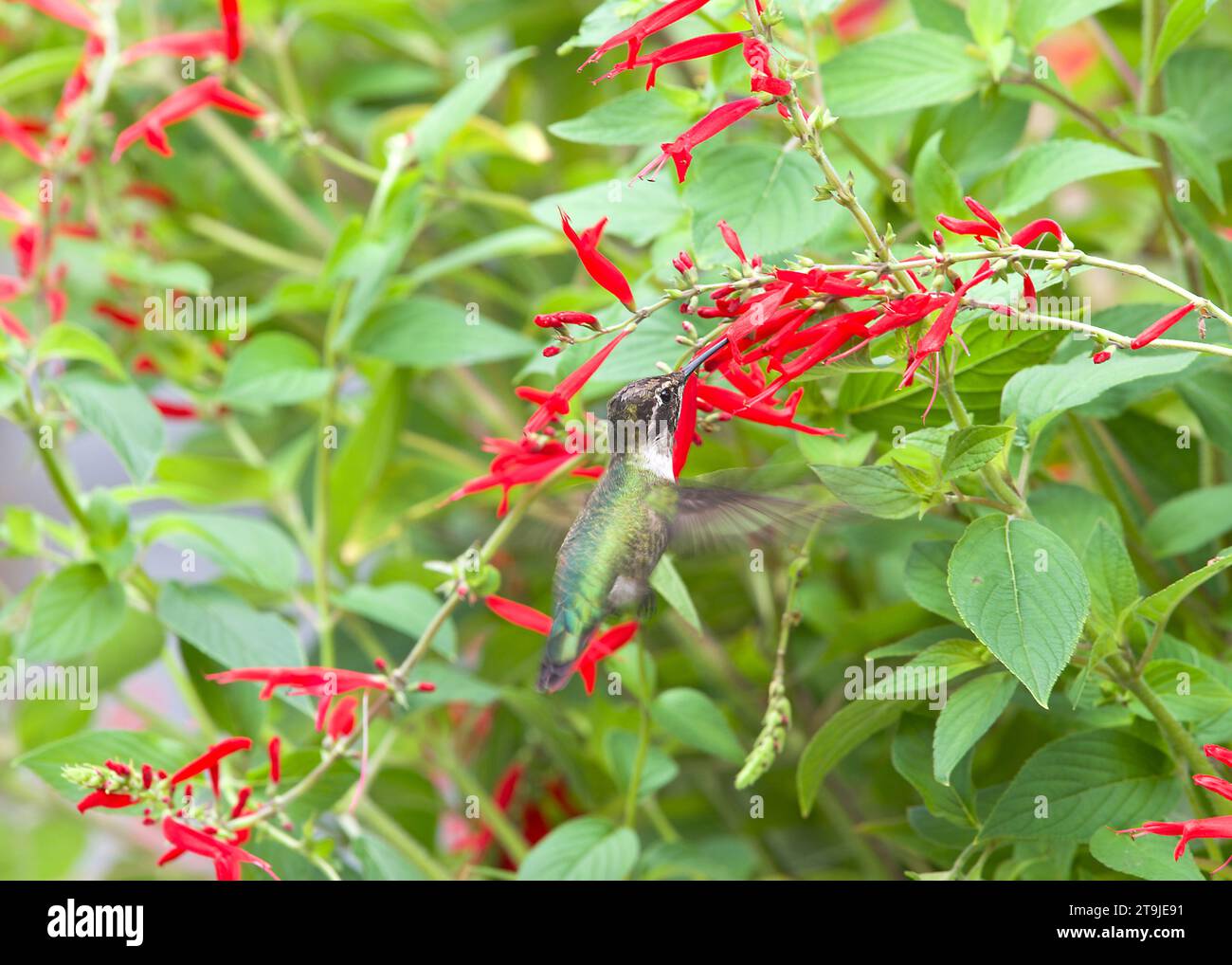 Female Anna's Hummingbird drinking nectar from vibrant red pineapple sage flowers. Beauty in nature. Stock Photo