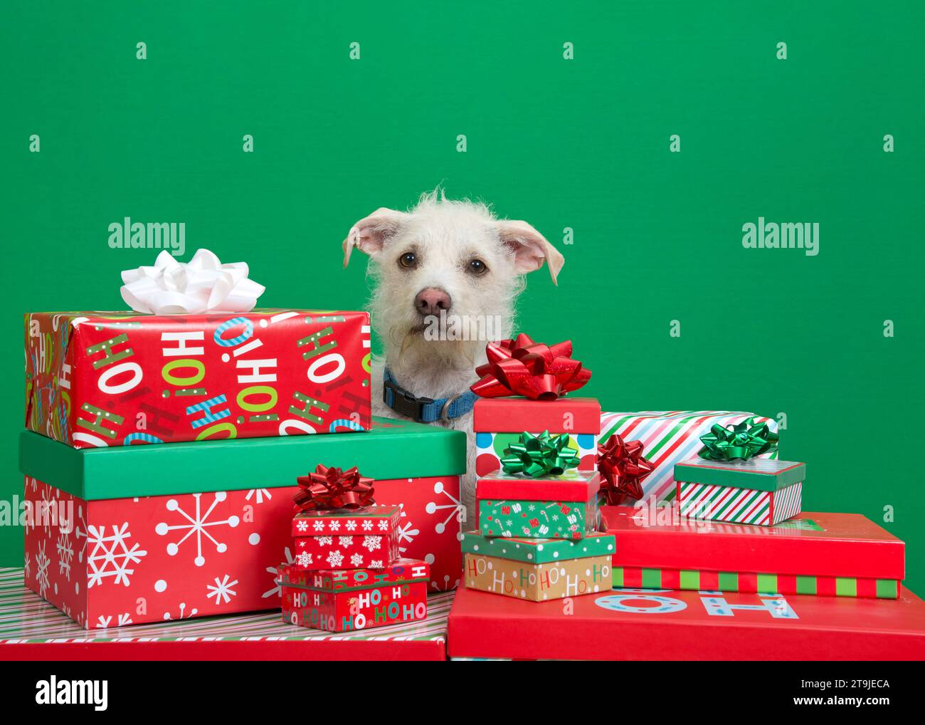 Close up of a off white Jack Russell Terrier mix dog peeking through piles of Christmas presents looking directly at viewer. Green background with cop Stock Photo