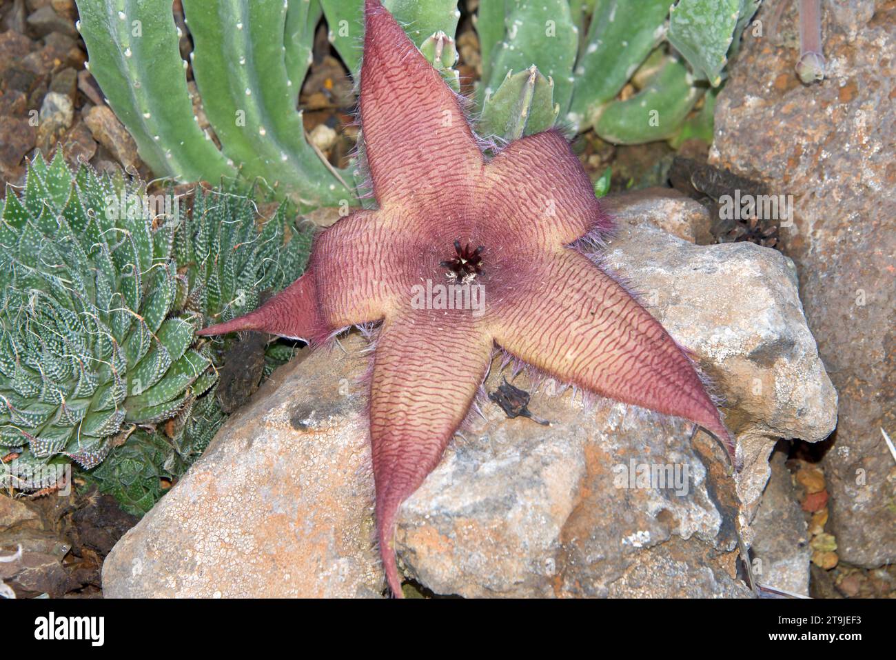 Starfish cacti, Stapelia grandiflora, also more morbidly called the carrion flower. The carrion