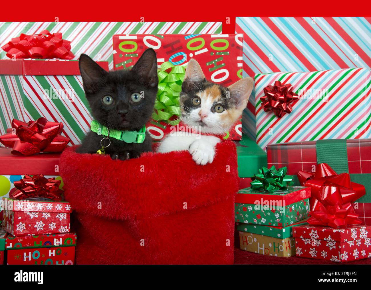 Tricolor calico kitten and black kitten wearing vibrant green and red