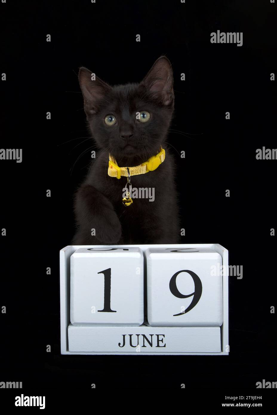 Adorable black kitten wearing a bright yellow collar peeking over white wooden blocks with June 19th date. Juneteenth. Now a national holiday. Stock Photo