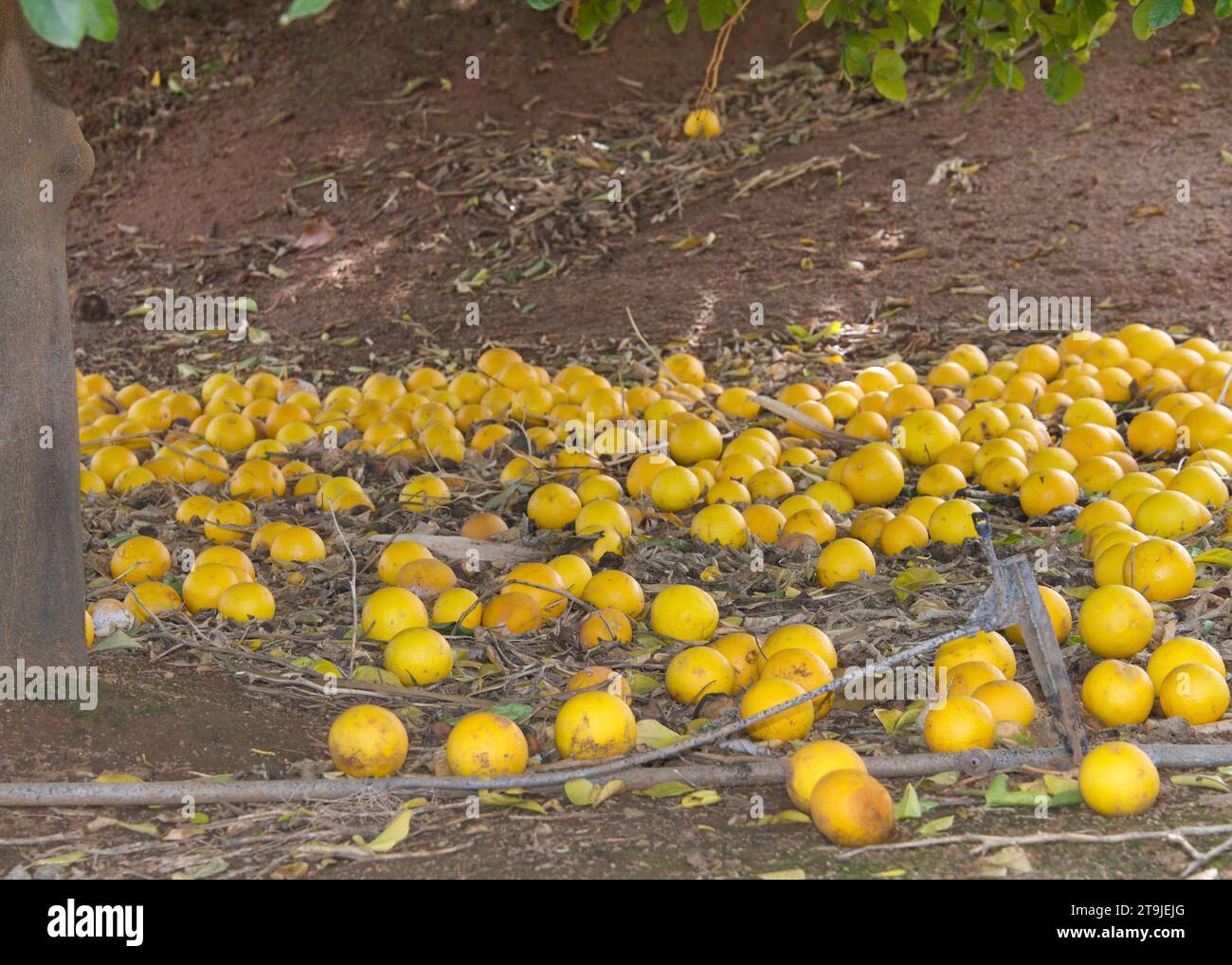 Carrizo Citrange Trifoliate Hybrid fruit, fallen from the tree, rotting on the ground. Stock Photo