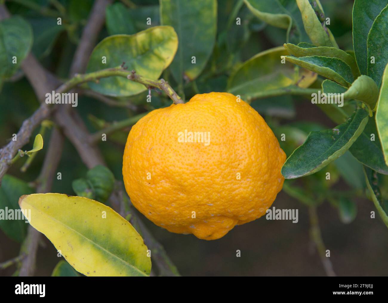 Citrange Trifoliate Hybrid citrus ripening on the tree surrounded by green leaves. Stock Photo