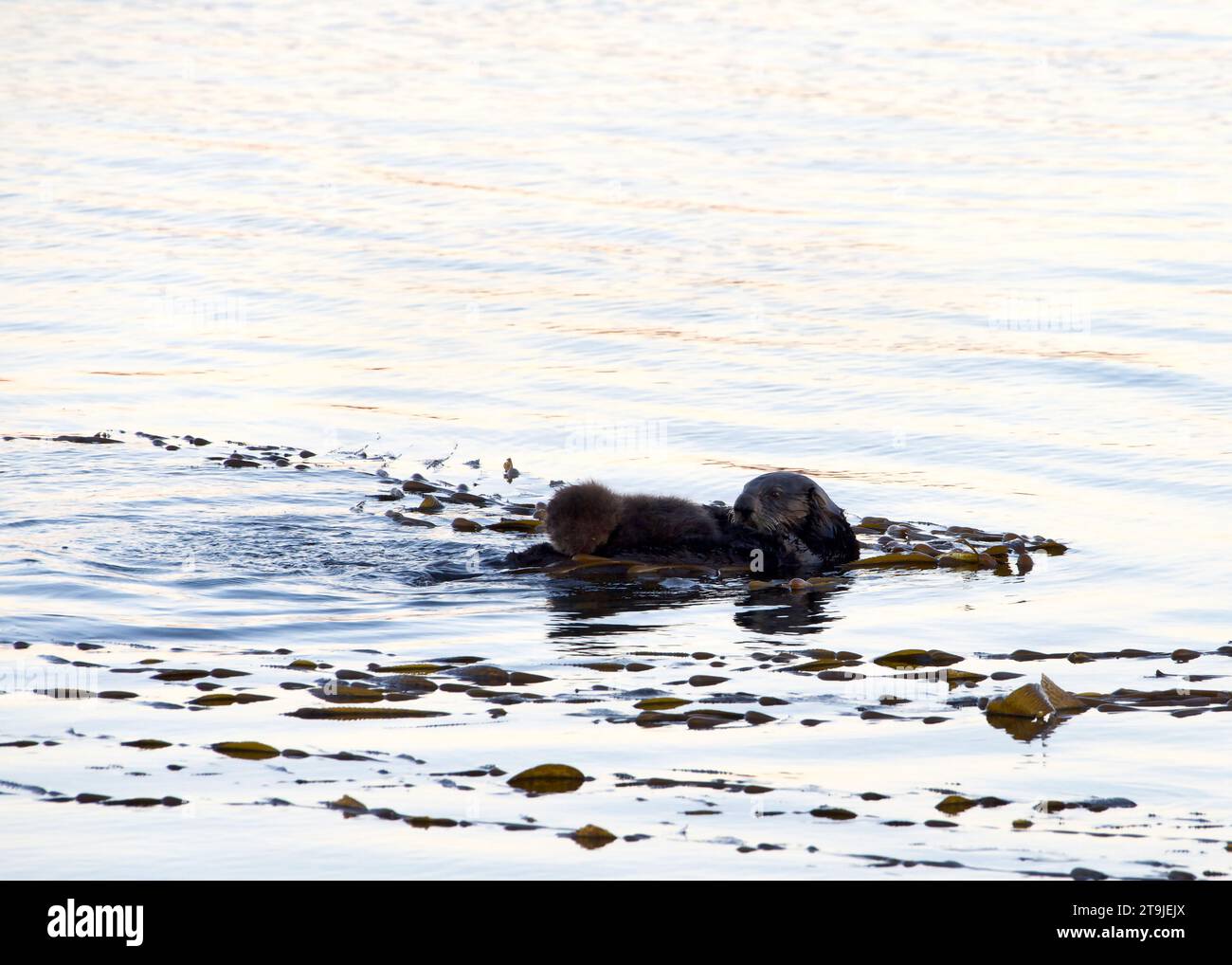 female California Sea Otters grooming baby otter in shallow ocean ...