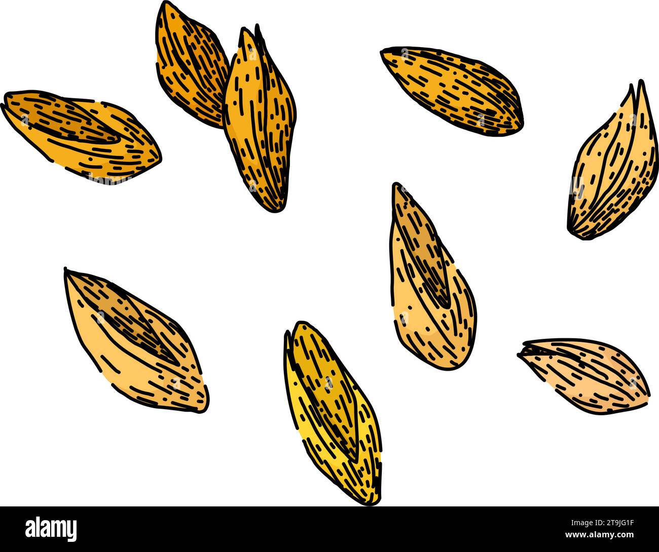 grain barley sketch hand drawn vector Stock Vector Image & Art - Alamy