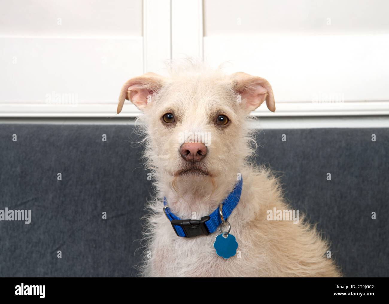 Portrait of an adorable Jack Russell Terrier mix puppy dog wearing a blue collar  looking directly at viewer. grey sofa and off white window shutters Stock Photo