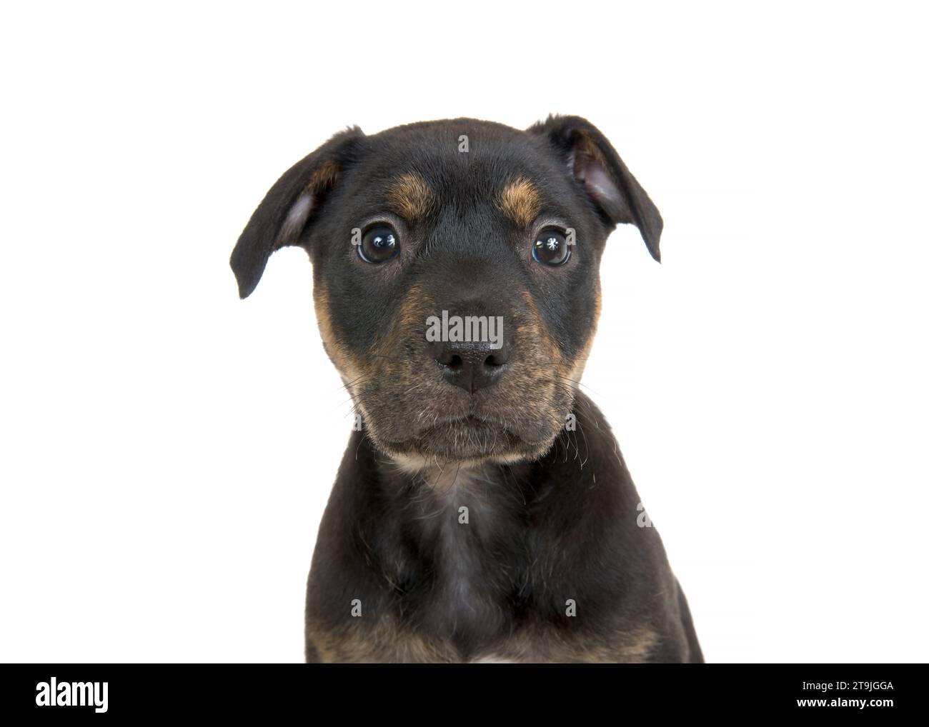 Close up portrait of a black and brown brindle American Staffordshire Terrier puppy, isolated on white. Looking directly at viewer. Stock Photo