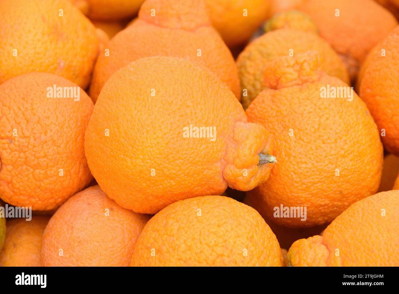 Super sweet Sumo Mandarin Oranges, a cross breed between a satsuma and
