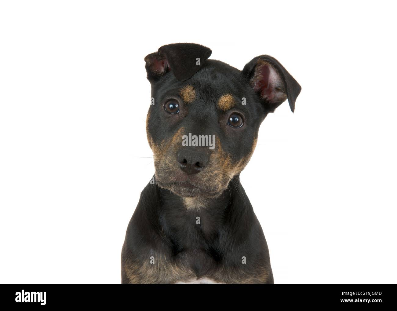 Close up portrait of a black and brown brindle American Staffordshire Terrier puppy, isolated on white. Looking directly at viewer, ears perked and he Stock Photo