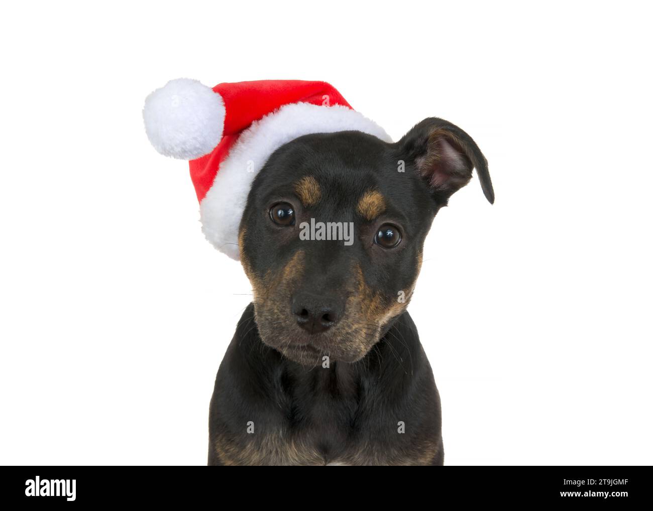 Close up portrait of a black and brown brindle American Staffordshire Terrier puppy wearing a Santa hat, isolated on white. Looking directly at viewer Stock Photo