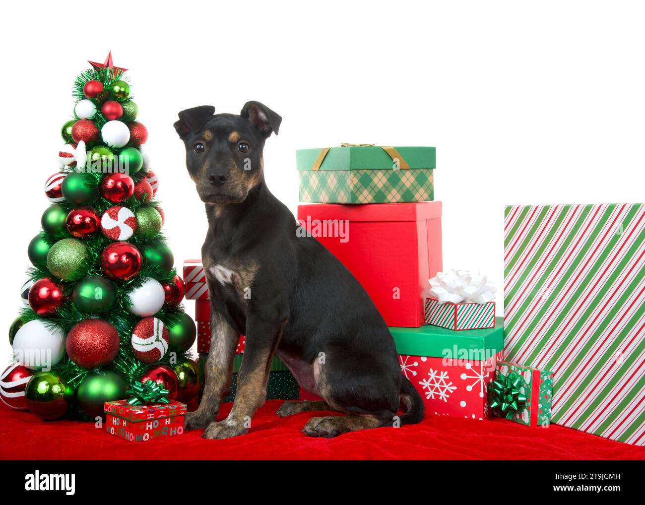 Black and brown brindle American Staffordshire Terrier puppy sitting on a red blanket next to a Christmas tree surrounded by colorful presents. Lookin Stock Photo