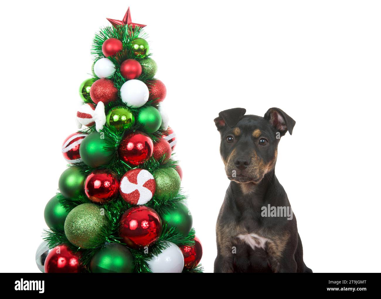 Black and brown brindle American Staffordshire Terrier puppy dog next to a Christmas tree covered in colorful ball ornaments, puppy towards viewer. Is Stock Photo