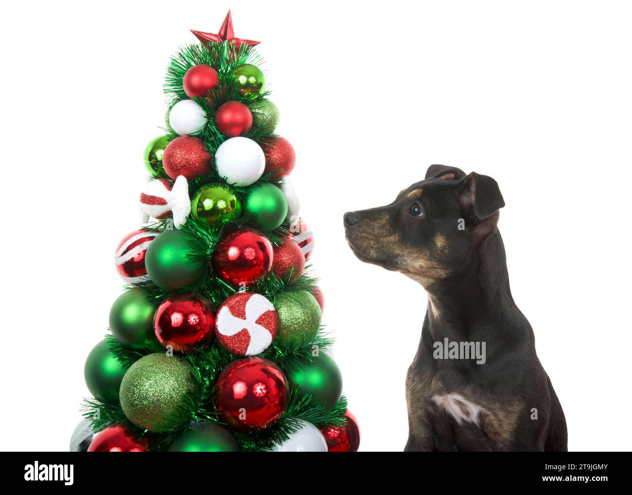 Black and brown brindle American Staffordshire Terrier puppy dog next to a Christmas tree covered in colorful ball ornaments, puppy looking up at tree Stock Photo