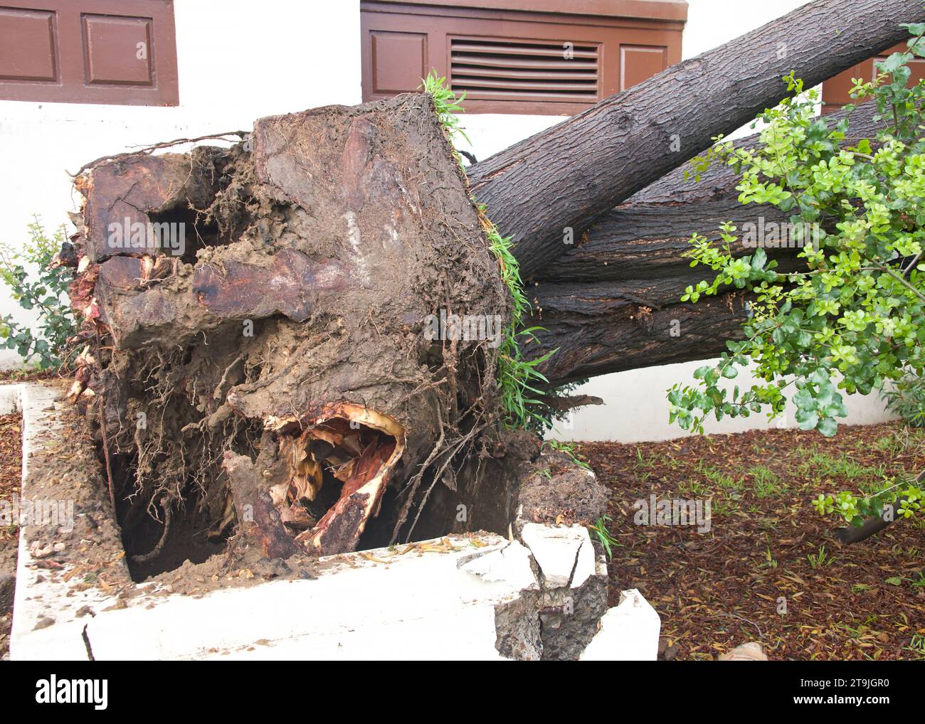 Storm damage after 70 mph wind with rain hit the Bay Area overnight in California. Tree planted in concrete planter, rootbound and weakened by years o Stock Photo
