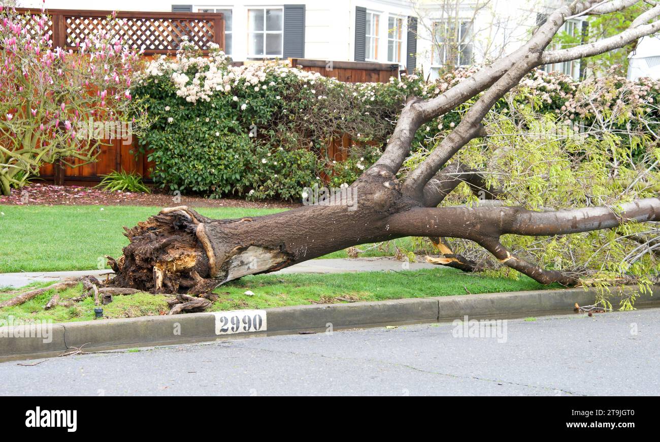 Storm damage after 70 mph wind with rain hit the Bay Area overnight in Califoria. Dry rot weakening tree trunk, winds snapped it at ground level. Stock Photo
