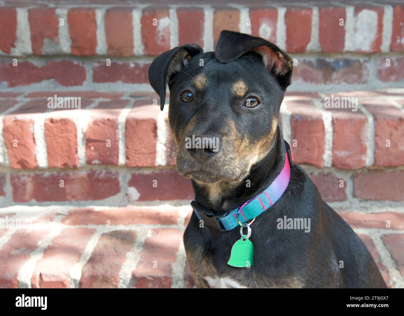 Close up portrait of a black and brown brindle American Staffordshire Terrier puppy sitting on brick steps with steps behind. Looking directly at view Stock Photo