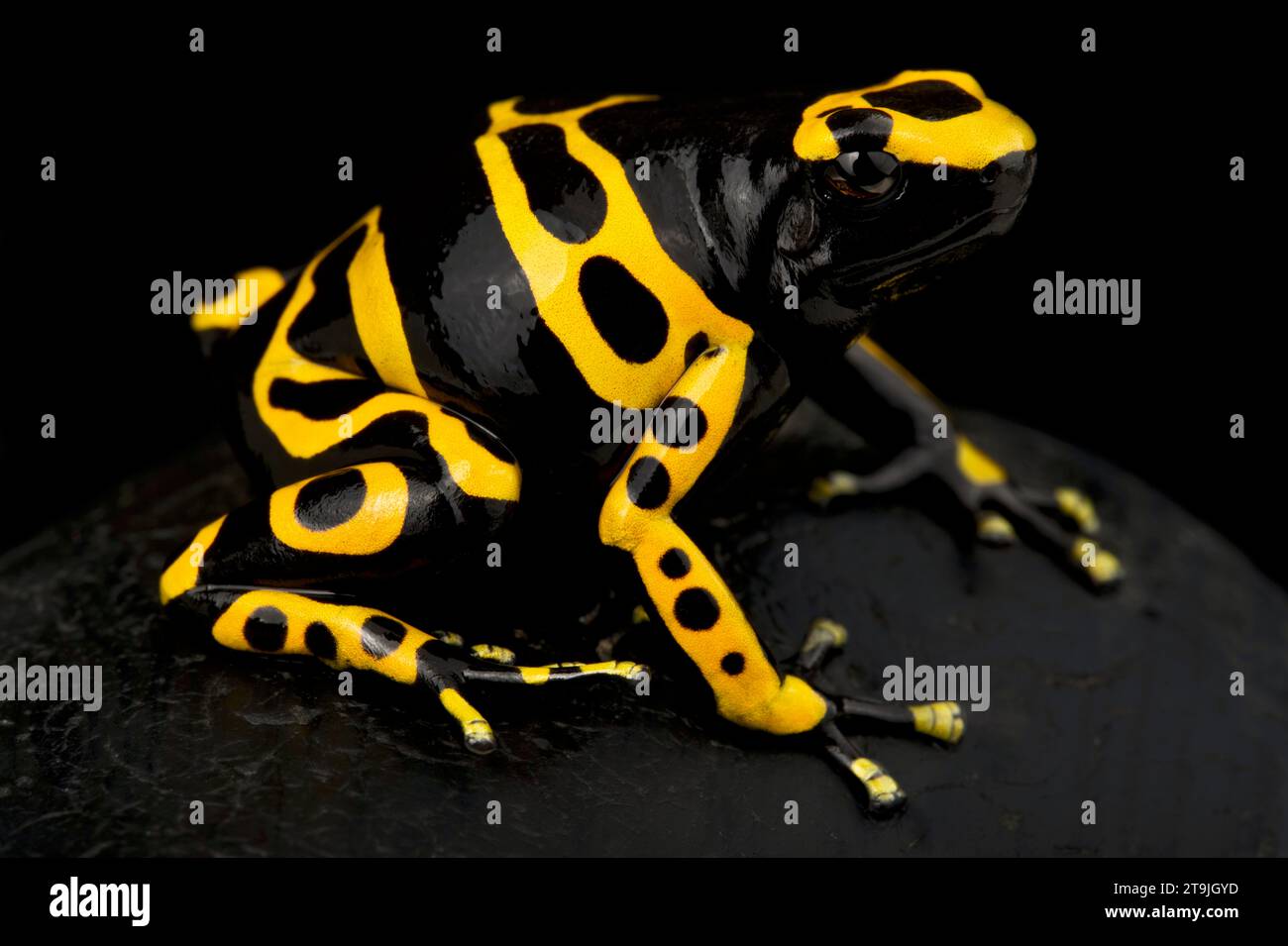 Yellow-banded poison dart frog (Dendrobates leucomelas) Stock Photo