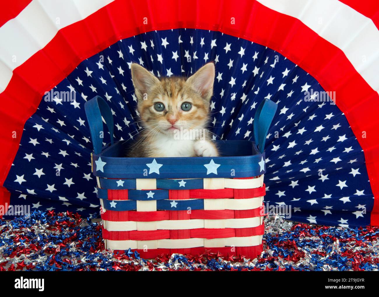 Portrait of an adorable Calico Tabby Mix kitten peeking out of an